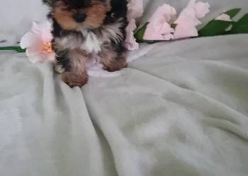 Sprzedam pieska yorka