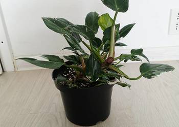 Philodendron White Princess