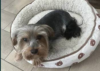 yorkshire terrier - pies
