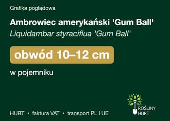 Ambrowiec amerykański 'Gum Ball' obwód 10-12 cm, w pojemniku – HURT