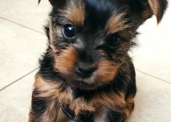 Szczeniaki Pieski Rasy York Yorki