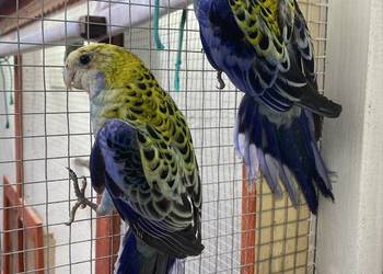 rozzella bladogłowa