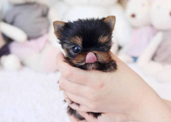 Sikorka, Nasza Słodka Miniaturowa York XXX