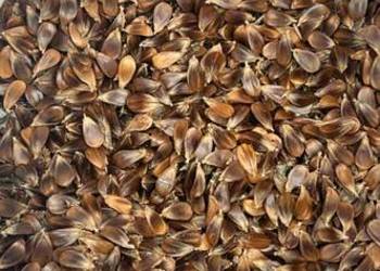 Sprzedaję nasiona buka.6 € kg