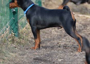 Pinczer miniaturowy ZKwP FCI - przebadany piesek