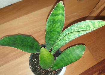 Sansewieria masoniana, sansa, duża roślina rosnąca