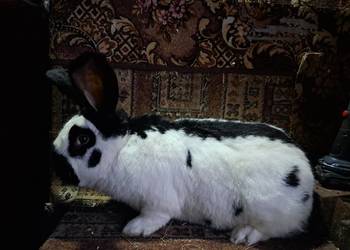 Samiec Olbrzym srokacz czarny