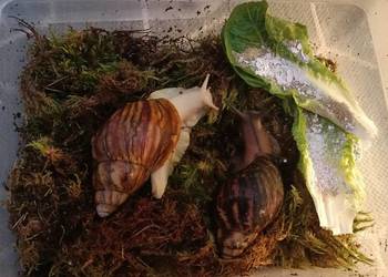 Ślimaki afrykańskie