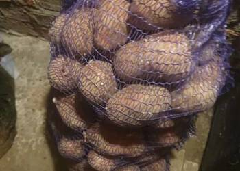 Ziemniaki Bellarosa na sprzedaż