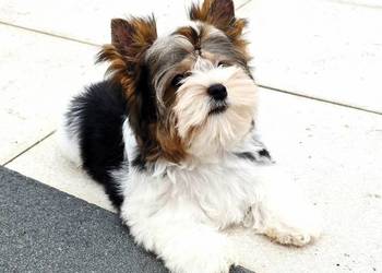 Malutki piesek 100% Biewer Yorkshire Terrier Do odbioru