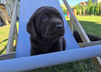 Labrador retriever piesek pieski mały czekoladowy brązowy samiec CZIRO