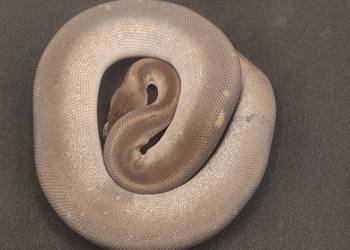 Pyton Królewski samica Super Cinnamon Mojave