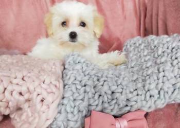 Słodka księżniczka Maltipoo - Pudel Toy i Maltańczyk nauczona czystości !!!