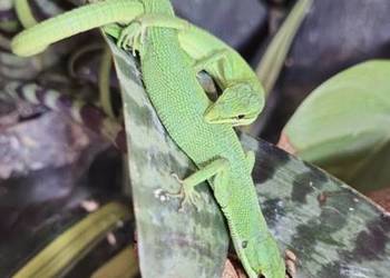 Takydromus dorsalis jaszczurki
