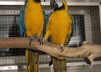 Ara Ararauna para do lęgów