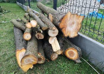 Świeżo ścięte dwie śliwy - drewno śliwkowe do wędzenia.