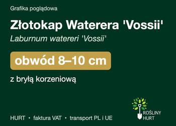 Złotokap Waterera 'Vossii' obwód 8-10 cm, z bryłą – HURT