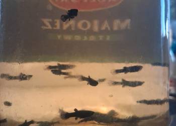 molinezje male