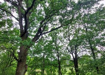 sprzątanie działek, wycinka drzew