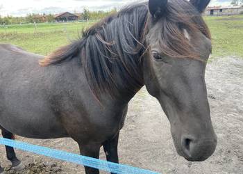 Wałach Grand Haflinger-Małopolak