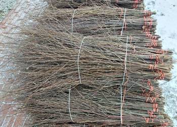 Sprzedam galazki brzozy