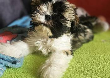 Shih Tzu - chłopcy