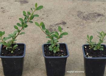 Irga Eichholz zadarnienia, skarpy, sadzonka w doniczce