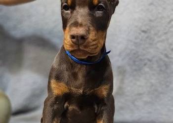Szczeniak Doberman śliczny po Chempionach!!!