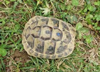 Żółwie greckie Testudo Hermanni 2021/2022 microchip okazja odchowane !!!!!!