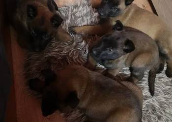 Owczarek belgijski Malinois