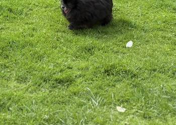 Szpic pomeranian dorosła sunia