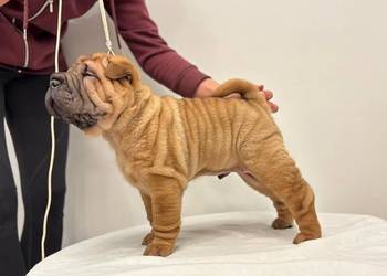 Szczenięta Shar Pei FCI