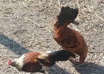 Kurki i kogutki