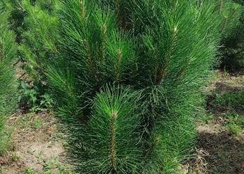 Sosna Czarna Austriacka, Sosna Piramidalna - kolumnowa smukła, Pinus