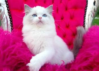 Ragdoll Kotka blue bicolor FIFE FPL