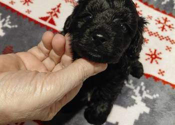 Maltipoo  - czarny piesek