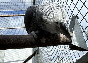 Zako samica 3 letnia