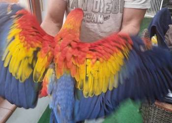 Ara macao samiec 5 miesiecy