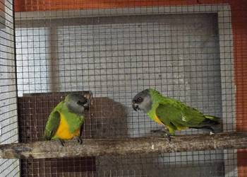 Afrykanka senegalska para.