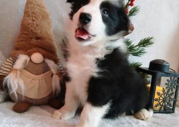Border collie szczenięta