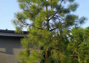 Drzewo Sosna żółta 4,5m w donicy 550L