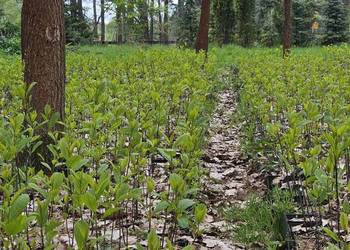 Miododajna kruszyna pospolita 50-70 cm w doniczkach 1l. Frangula alnus.