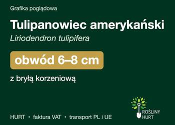 Tulipanowiec amerykański obwód 6-8 cm, z bryłą – HURT