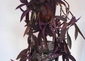 Trzykrotka purpurowa, tradeskancja, setkrezja – duża fioletowa roślinka