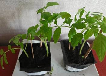 Sadzonka pomidora karłowatego Kmicic.