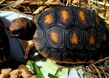 Młode Żółwie Żabuti (Chelonoidis carbonarius), hodowla, piękne maluszki