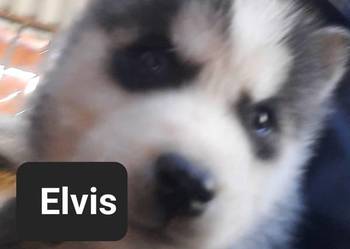 Szczeniaki dostępne mlode