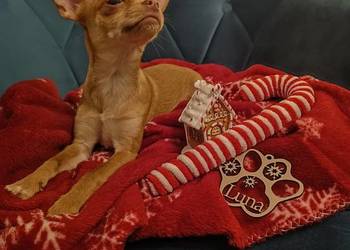 Chihuahua