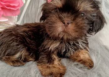 Gotowa do odbioru czekolada suczka rasy Shih-Tzu