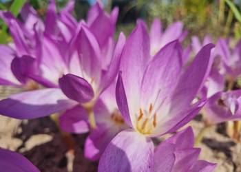 Zimowit jesienny Duże cebule XXL fioletowy bizantyjski